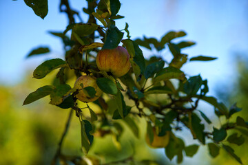 apples on tree