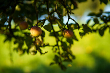 apples on tree