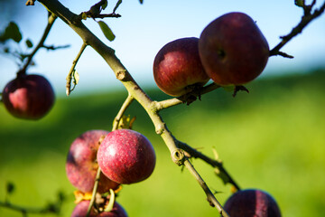 apples on tree