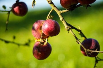 apples on tree