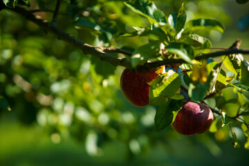 apples on tree