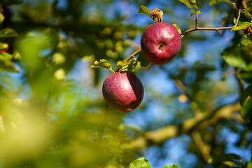 apples on tree