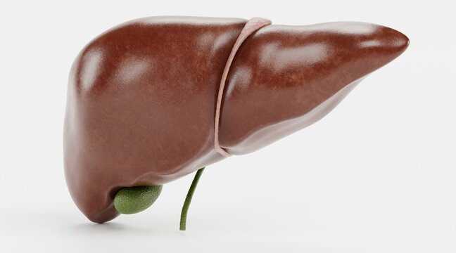 Realistic 3D Render of Human Liver