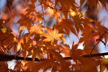 紅葉