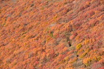 大舟山紅葉