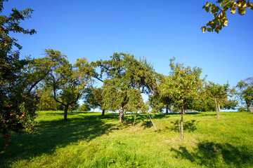 trees in the field