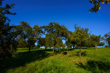 Fototapeta na wymiar trees in the field