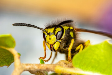 Close-up view of head of live European hornet (Vespa crabro)--the largest eusocial wasp native to Europe (4 cm) and the only true hornet found in North America, introduced there in the 1800s.