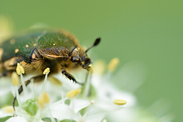 ハナムグリのマクロ写真
