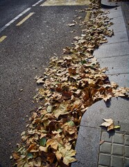 Pile of dry autumn leaves on the ground
