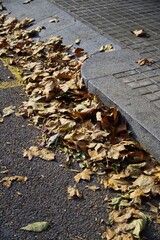 Pile of dry autumn leaves on the ground