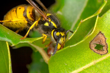 Close-up view of head of live European hornet (Vespa crabro)--the largest eusocial wasp native to Europe (4 cm) and the only true hornet found in North America, introduced there in the 1800s.