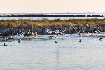 Comacchio's lagoons - Po Delta Natural Park