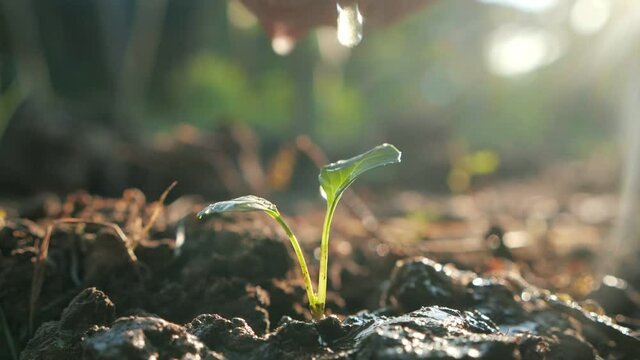 Hand watering a young plant on fertile soil in the morning light, Slow Motion. Planting the trees, protect nature.