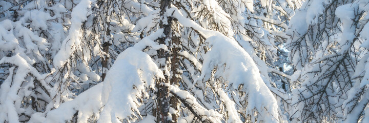 There is a lot of snow on the branches of larch trees. Beautiful snow-covered trees in the winter forest. Cold snowy weather. Amazing northern nature. Wide panoramic winter background for design.