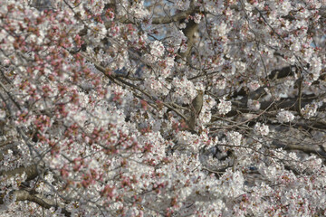 咲き乱れる桜の花の蜜を吸うヒヨドリ