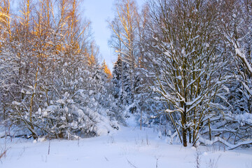 The winter forest is covered with snow. Christmas and New Year backgrounds. Trees covered with hoarfrost. The cold winter sun illuminates the treetops.