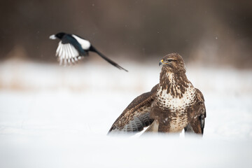 Common buzzard, buteo buteo, and eurasian magpie, pica pica, on white glade. Bird of prey looking...