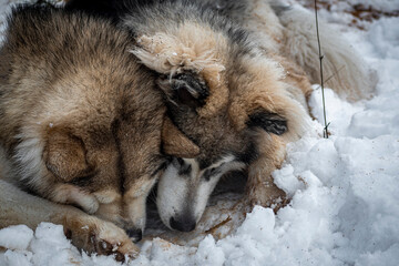 Malamute dogs digging snow. Two dirty snouts. Best friends playing together in the outdoors. Furry Malamutes in wintertime. Selective focus on the details, blurred background.