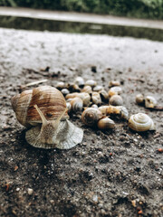 a lot of snails near a puddle, family of snails