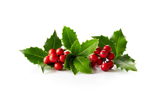 Natural Christmas decoration. Holly leaves with red berries on white. 