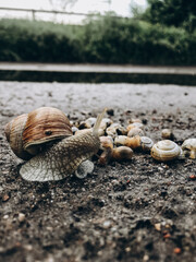 a lot of snails near a puddle, family of snails