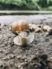 a lot of snails near a puddle, family of snails