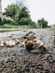 a lot of snails near a puddle, family of snails