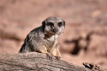Fototapeta premium Meerkat