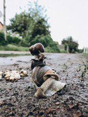 a lot of snails near a puddle, family of snails