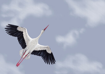 Hand painted background with stork flying on sky. Perfect for invitations, greeting cards, posters, postcards, and other printed goods