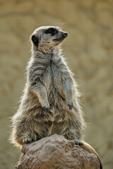 Meerkat