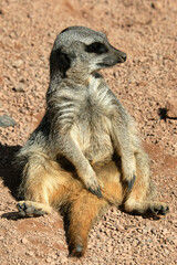 Fototapeta premium Meerkat