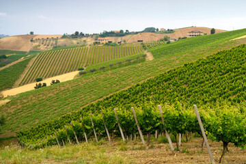 Fototapeta na wymiar Country landscape near Ripatransone, Marche, Italy