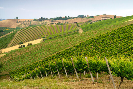 Country landscape near Ripatransone, Marche, Italy