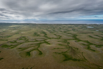 summer texture of the tundra on the North sea coast
