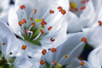 White Hawthorn blossom 