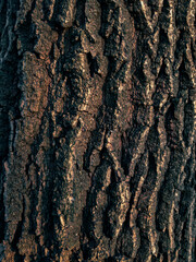 Tree bark.