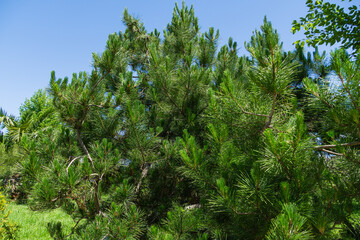 Pinus radiata, the Monterey pine or insignis pine. Close-up of pinus branches. Sunny day in spring Arboretum Park Southern Cultures in Sirius (Adler) Sochi.