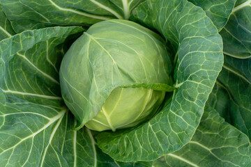 Fototapeta premium head of young green cabbage close-up.