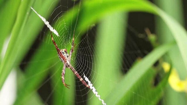 A spider with its web on a yellow iris plant is eating its trapped prey, blurred green foliage background