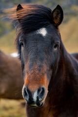 Obraz premium Iceland Horse with dark hair looking straight into the camera