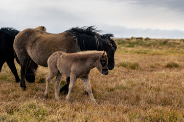 Iceland Horses with small horse on yellow gras