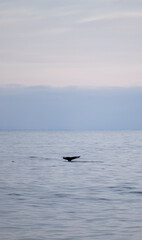 Fototapeta na wymiar Whale Fin Iceland