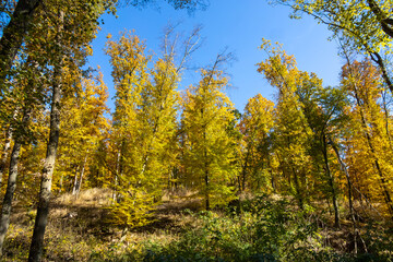 Colorful autumn forest and blue sky