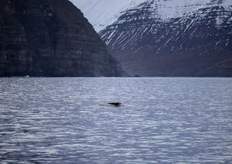 Obraz premium Whale Fin Iceland with mountains in the back