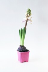 Hyacinth blooming in a pot on a light background, early seasonal spring plants