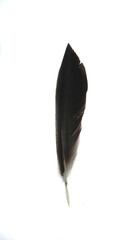black raven feather
