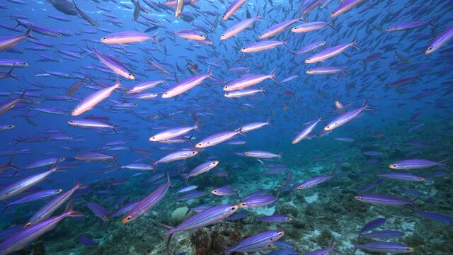 Seascape with School of Boga Fish in the coral reef of the Caribbean Sea, Curacao
