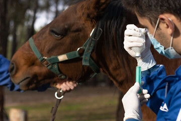 Veterinarian in uniform preparing a vaccine on a farm to animal vaccinate, vertical nature background